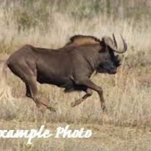 Black wildebeest