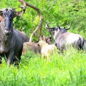 Wildebeest