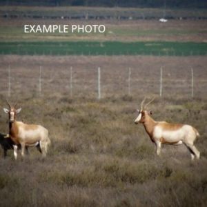 Yellow Blesbuck