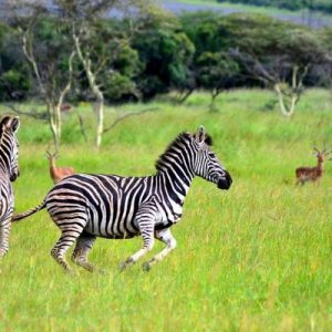 Burchell's zebra
