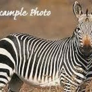 Cape Mountain Zebra